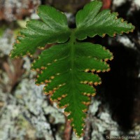 Davallia repens  (L.f.) Kuhn